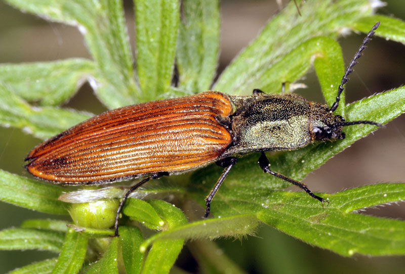 Elateridae: Ctenicera virens? S, femmina